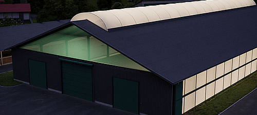 Esposizione naturale e attiva per suini sani Suini nella stalla con luce naturale