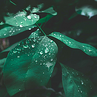 Nachhaltige Tragschichtbewehrung: Basetrac Grid eco Line mit PET Recycling-Garn Große Blätter neben Basetrac Grid eco Line - eine nachhaltige Lösung für Bau und Umweltschutz